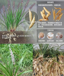 麦冬有叫什么名字