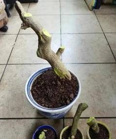 家庭养花用生根粉