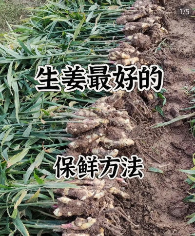 地里的姜怎么过冬