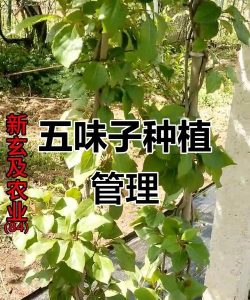 五味子的种植管理技术