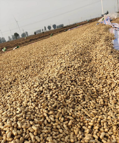 花生贮藏抓三环节