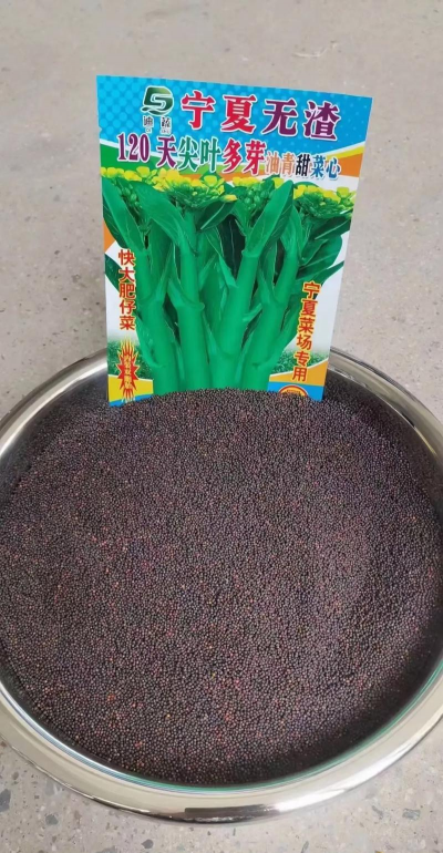 什么小青菜种子最好