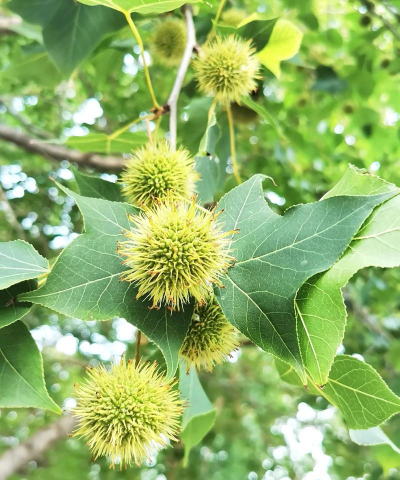 枫香树又叫什么树名