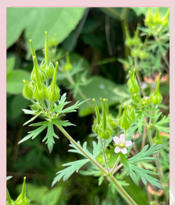 老鹳草形状是什么样