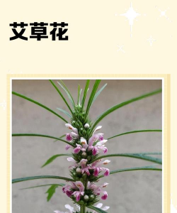 艾叶花长什么样子