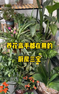 家庭养花用生根粉