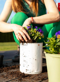 家庭养花用生根粉