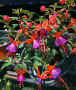 家庭养花用生根粉