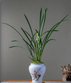 建兰里什么品种好养 建兰里什么品种好养