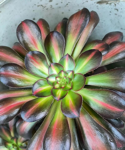 法师花又叫什么花 法师花又叫什么花