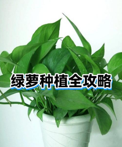 家庭养花用生根粉