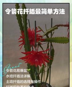 家庭养花用生根粉