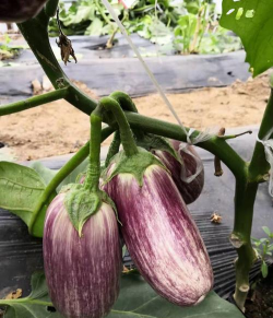 泰国花茄什么季节种