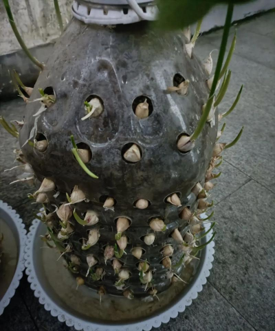 家庭养花用生根粉