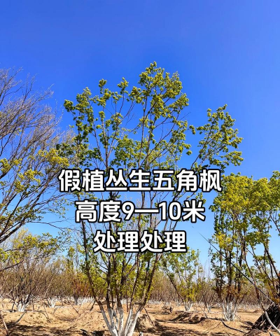 五角枫栽培技术