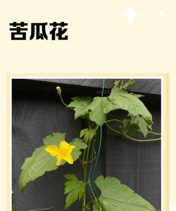 怎么保护苦瓜的花