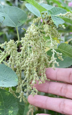 家庭养花用生根粉