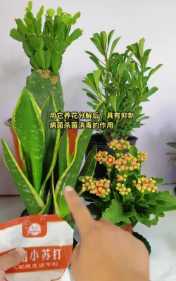 家庭养花用生根粉