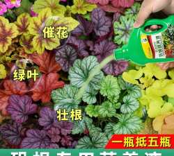 矾根用什么肥料最好