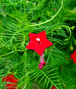 什么花的种类包含红星