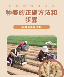 今年姜种怎么选择