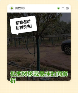 枇杷树什么时间移栽