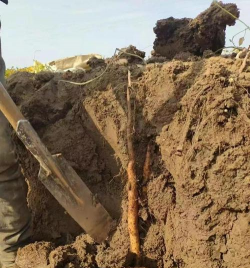 山药不挖沟栽培技术