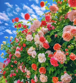 蔷薇开什么颜色的花