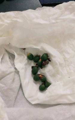 夏威夷种子怎么回事