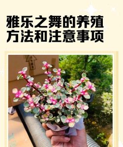 雅乐之舞怎么长新芽