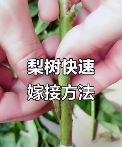 梨树上能和什么嫁接