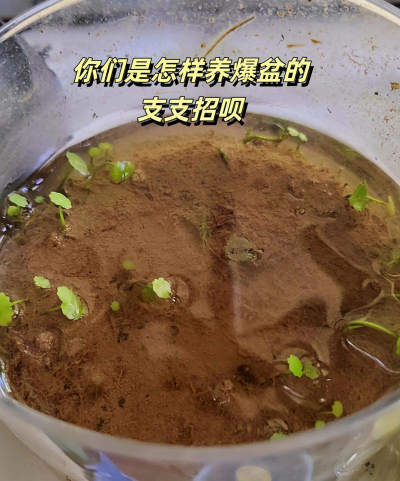 家庭养花用生根粉