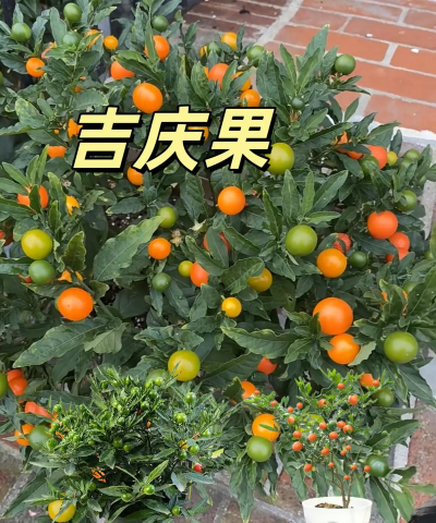 珊瑚豆怎么结果大