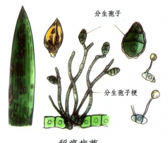 半知菌怎么繁殖