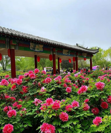 河北郉台有什么花