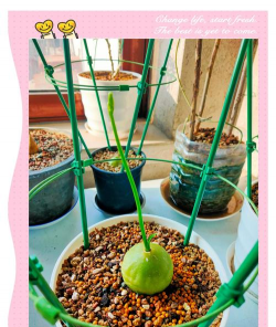 家庭养花用生根粉