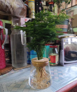 家庭养花用生根粉