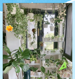 家庭养花用生根粉