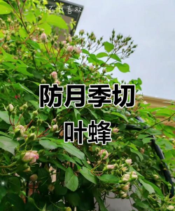 月季切叶蜂怎么对付