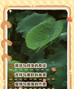 荷叶有什么象征意义