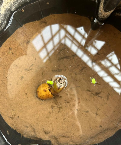 碗莲为什么不出芽