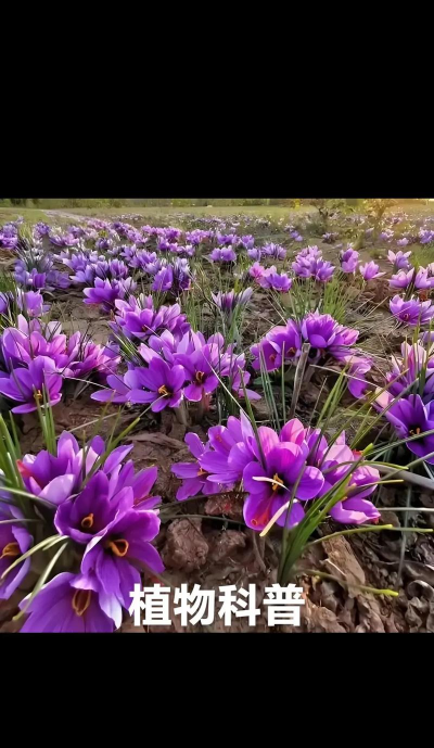 番红花属于什么植物