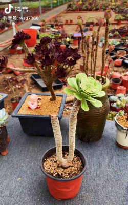 法师嫁接砧木是什么品种