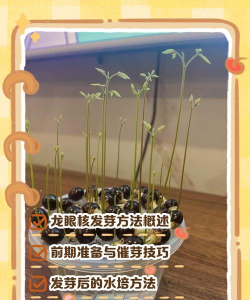 龙眼的种子什么发牙