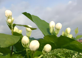 家庭养花用生根粉