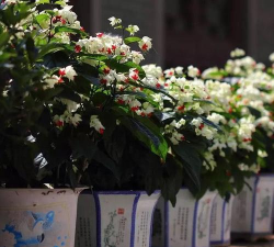 家庭养花用生根粉