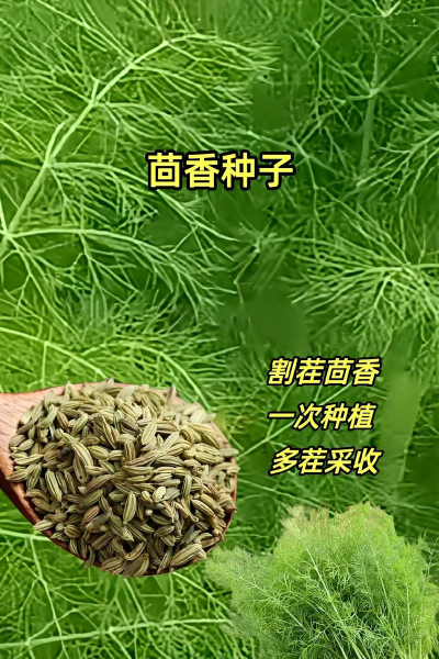 茴香是什么植物的种子