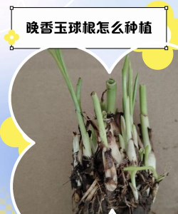 晚香玉根是什么样子