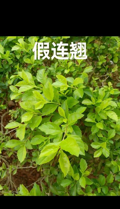 假连翘怎么繁殖方法