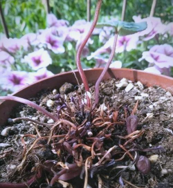 家庭养花用生根粉